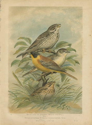 Corn and Black-headed Bunting, Pl. 19 — Ptactvo Evropy