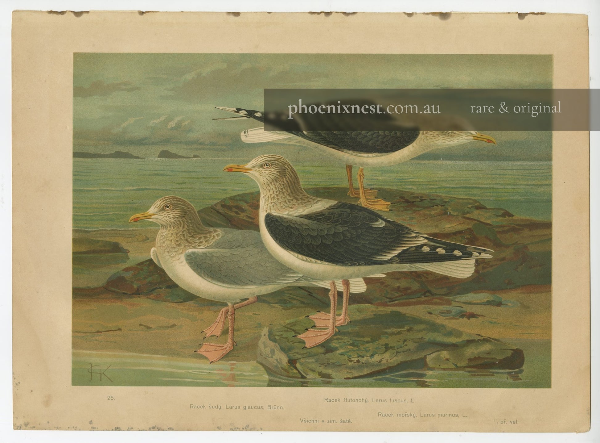 Gulls: Glaucous, Lesser and Great Black-backed — Kouba