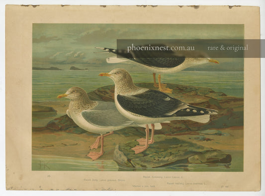 Gulls: Glaucous, Lesser and Great Black-backed — Kouba