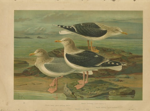 Gulls: Glaucous, Lesser and Great Black-backed — Kouba