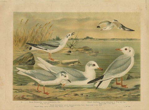 Gulls: Bonaparte's, Mediterranean, Little and Black-headed — de Maes