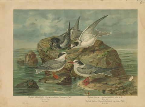 Terns, Pl. 9 — Kouba