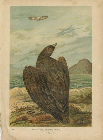 White-tailed Eagle, Pl. 29 — Riesenthal