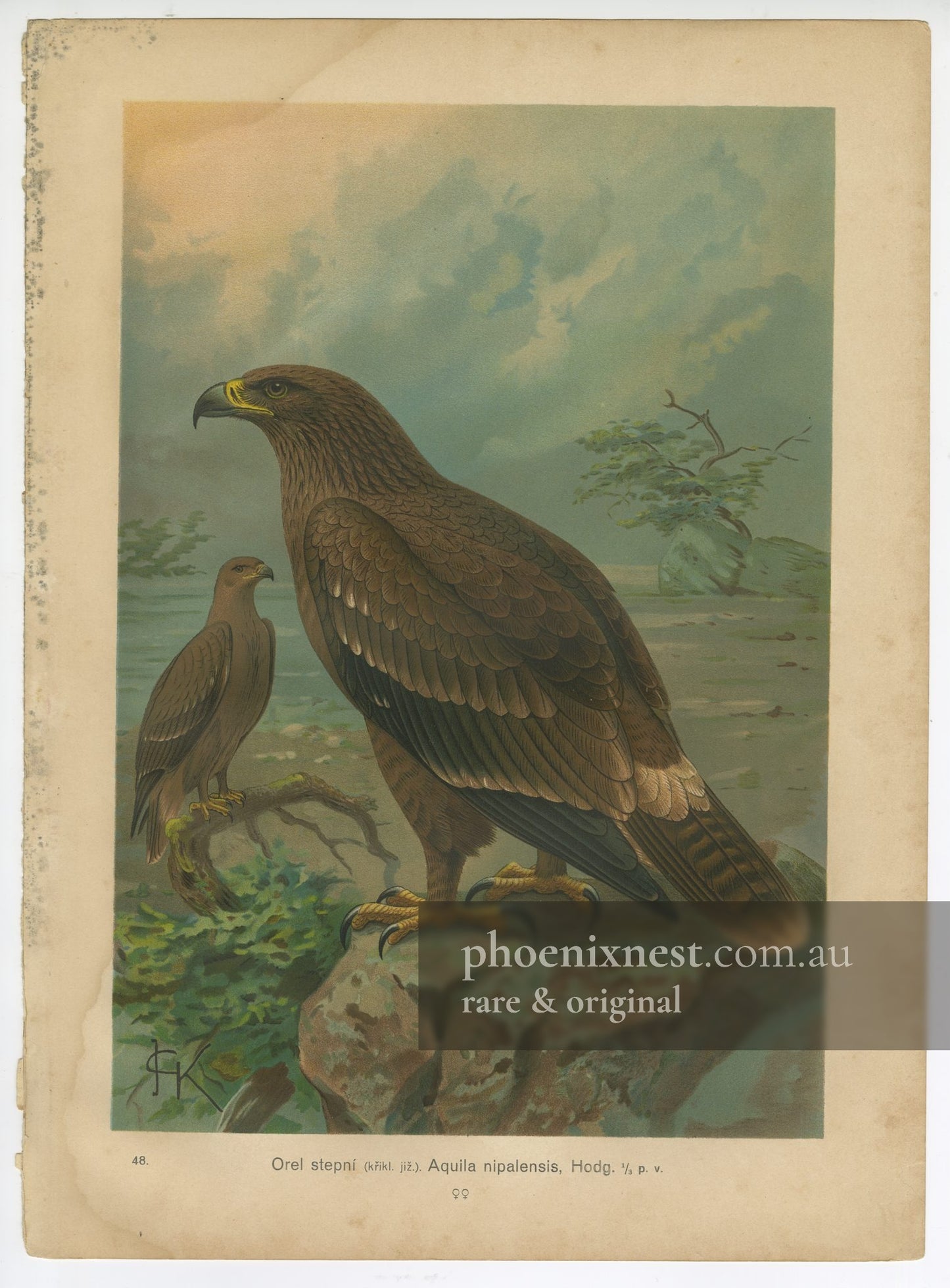 Steppe Eagle, Pl. 48 — Kouba