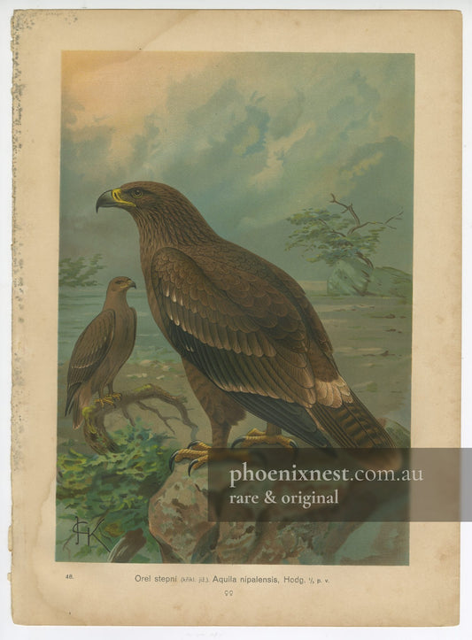 Steppe Eagle, Pl. 48 — Kouba
