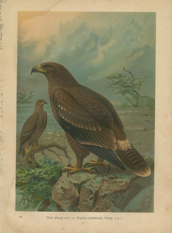 Steppe Eagle, Pl. 48 — Kouba