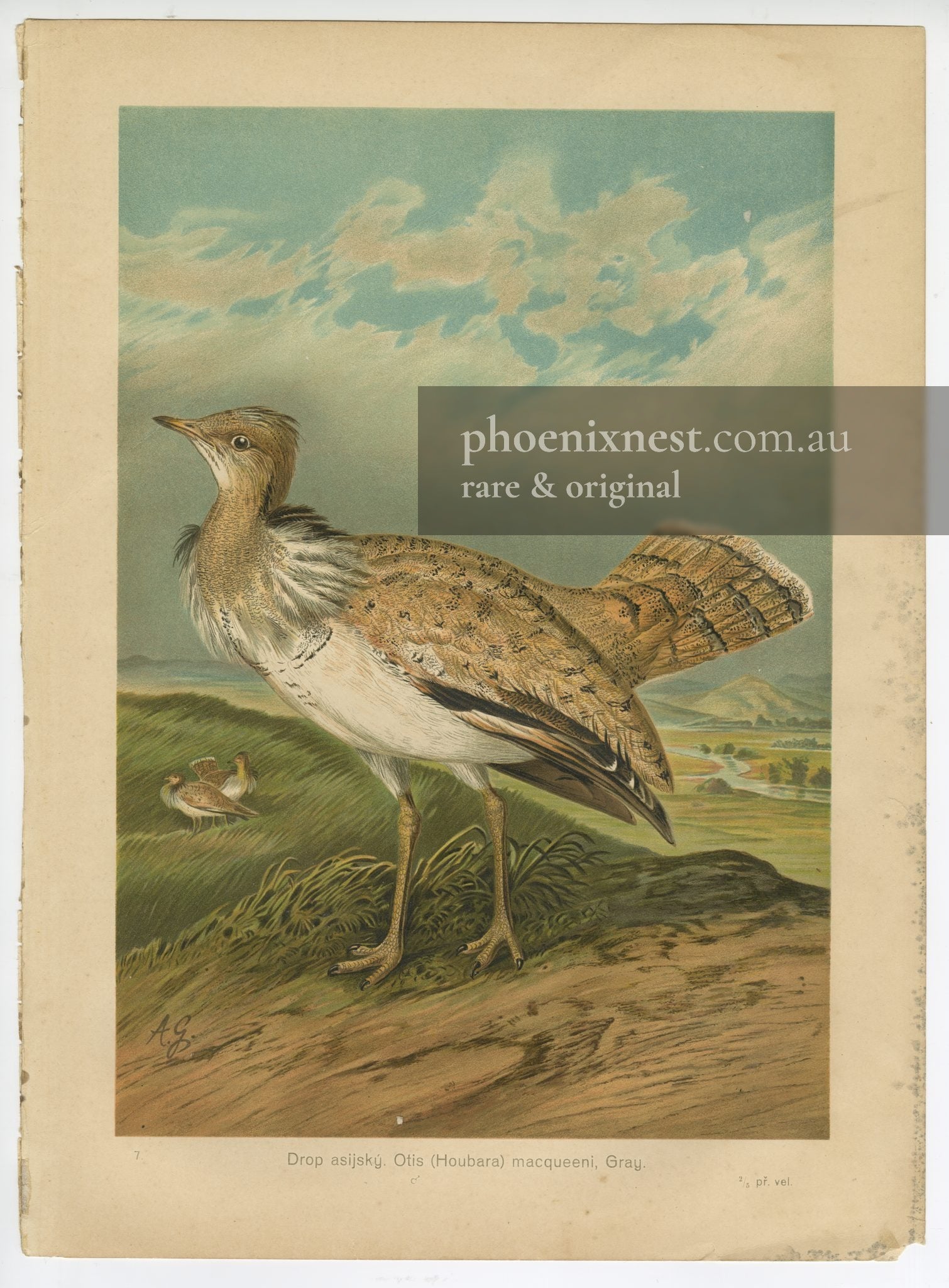 Asian Houbara Bustard — Gareis