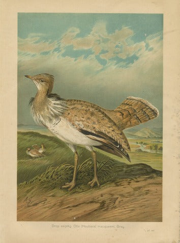 Asian Houbara Bustard — Gareis