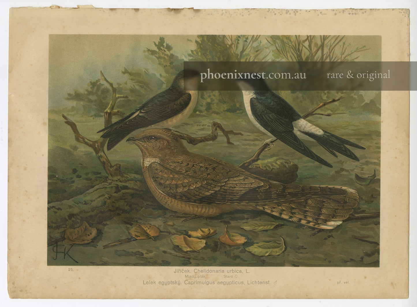 House Martin and Egyptian Nightjar, Pl. 25 — Kouba