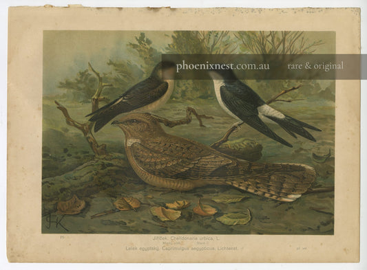 House Martin and Egyptian Nightjar, Pl. 25 — Kouba