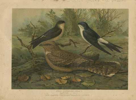 House Martin and Egyptian Nightjar, Pl. 25 — Kouba