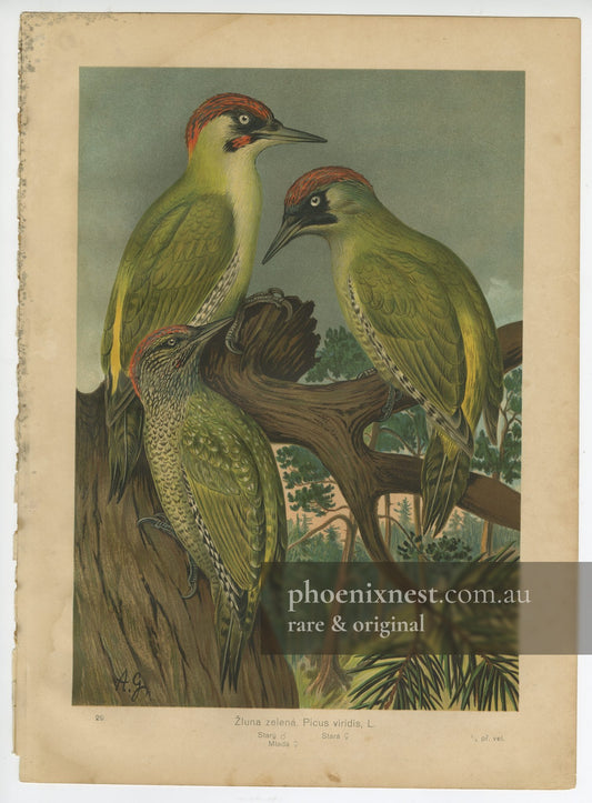Green Woodpeckers, Pl. 29 — Naumann
