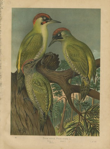 Green Woodpeckers, Pl. 29 — Naumann