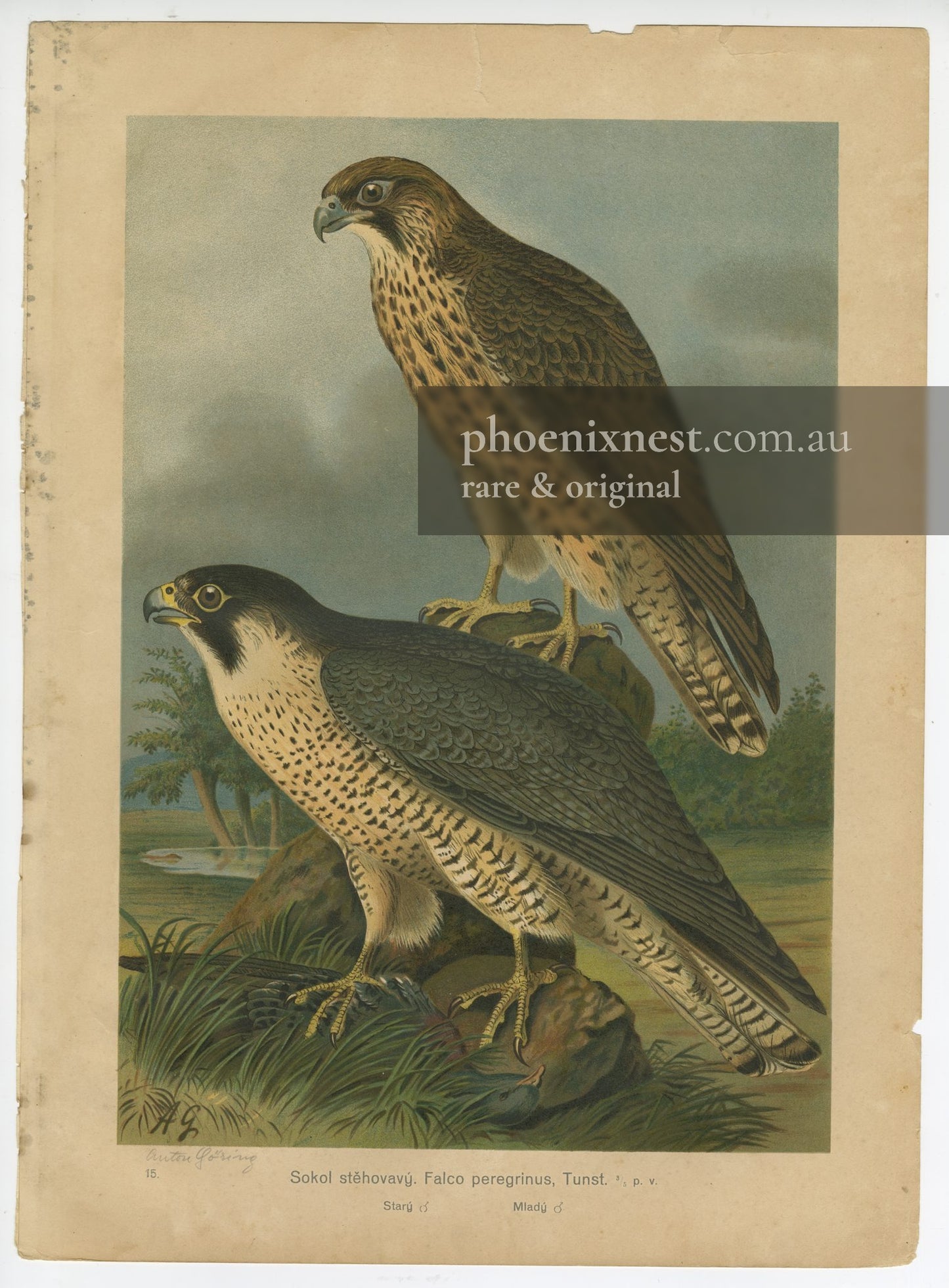 Peregrine Falcons, Pl. 15 — Göring