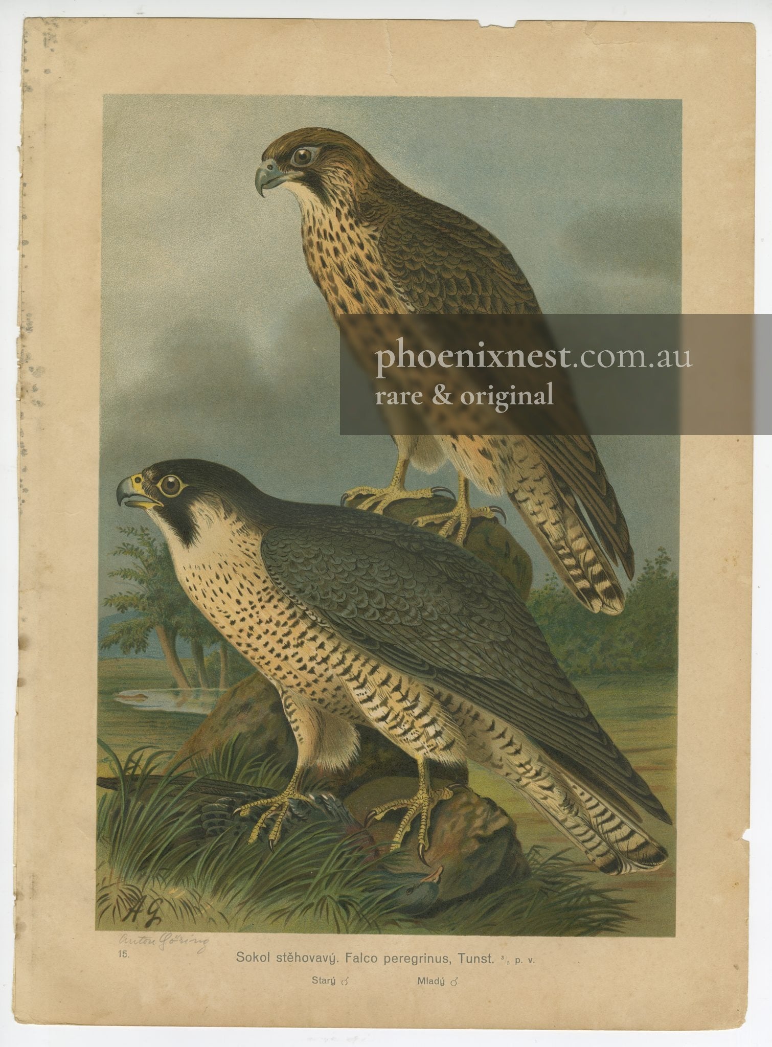 Peregrine Falcons, Pl. 15 — Göring