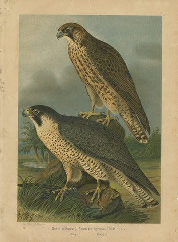 Peregrine Falcons, Pl. 15 — Göring
