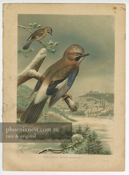 Eurasian Jay, Pl. 9 — Kouba