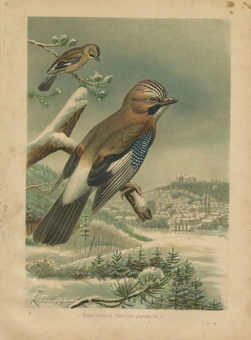 Eurasian Jay, Pl. 9 — Kouba