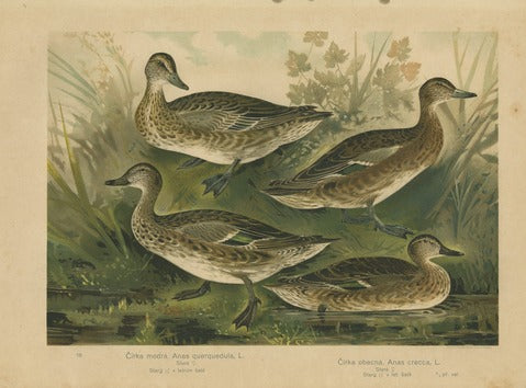 Garganey and Common Teal — Kouba