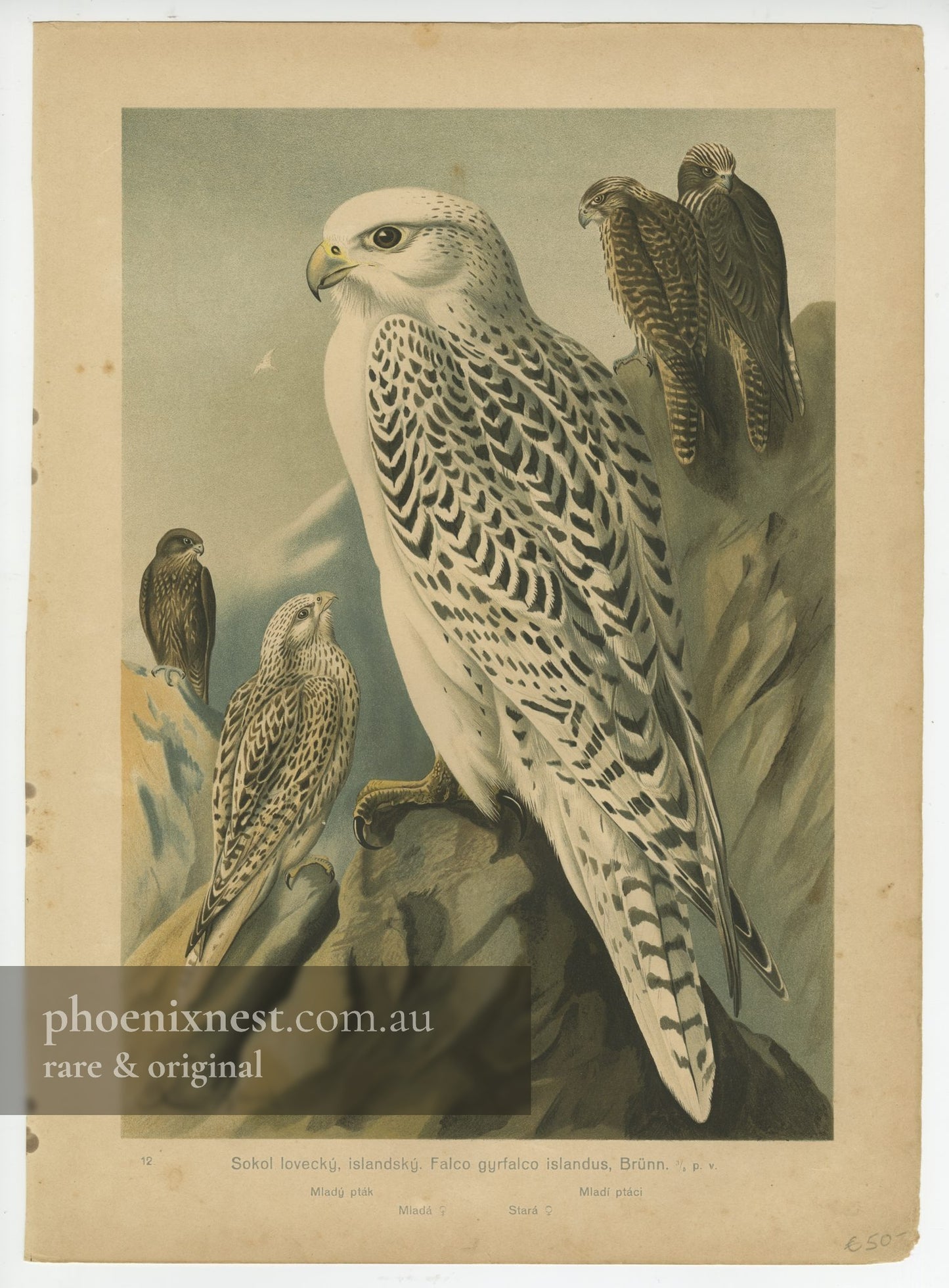 Gyrfalcon, Pl. 12 — Kouba