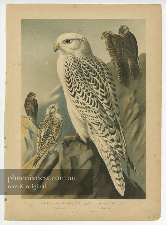 Gyrfalcon, Pl. 12 — Kouba