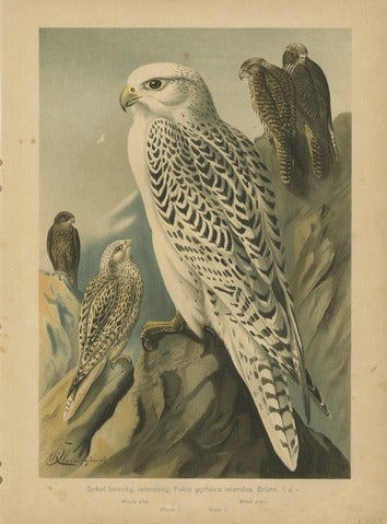 Gyrfalcon, Pl. 12 — Kouba