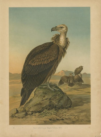 Griffon Vulture, Pl. 64 — Kocourek