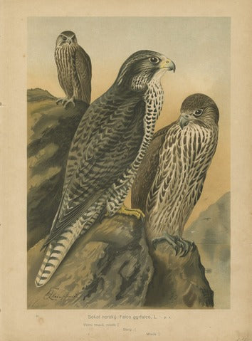 Gyrfalcons, Pl. 11 — Kouba