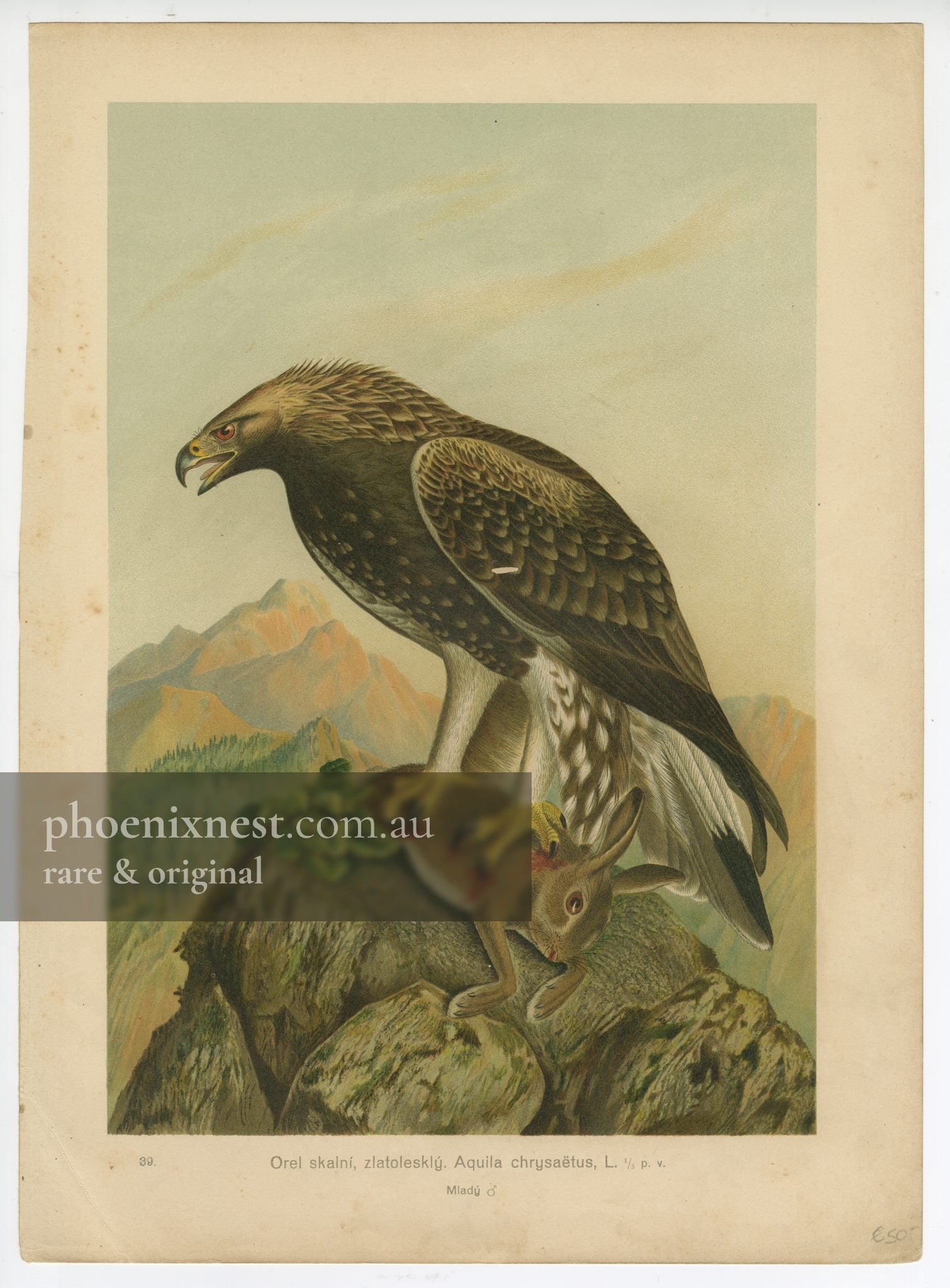 Golden Eagle, Pl. 80 — Kouba