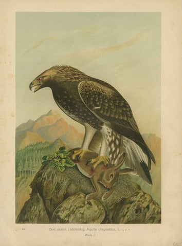 Golden Eagle, Pl. 80 — Kouba