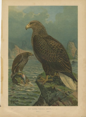 White-tailed Eagles, Pl. 30 — Kouba