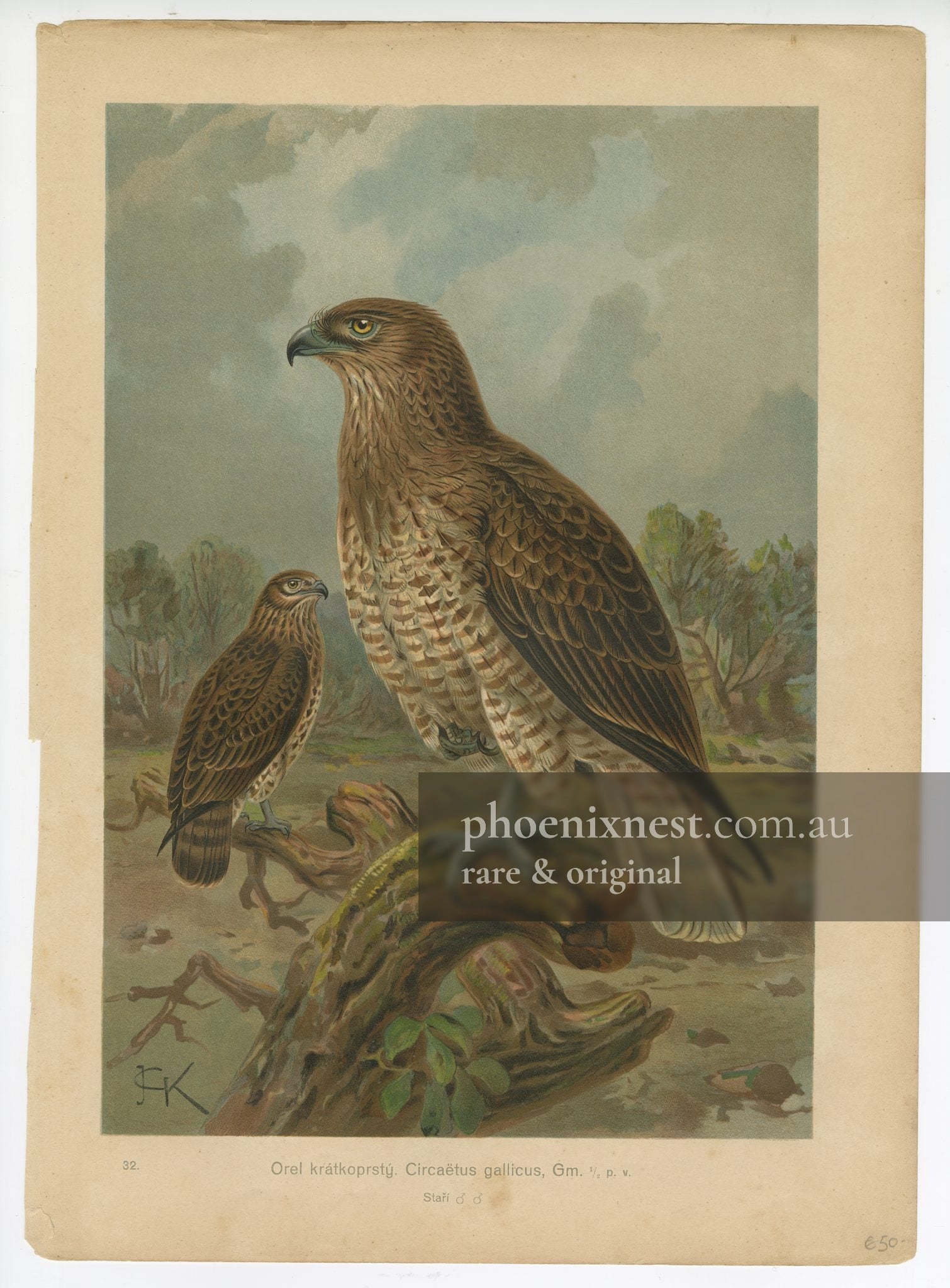 Short-toed Snake Eagle, Pl. 32 — Kouba