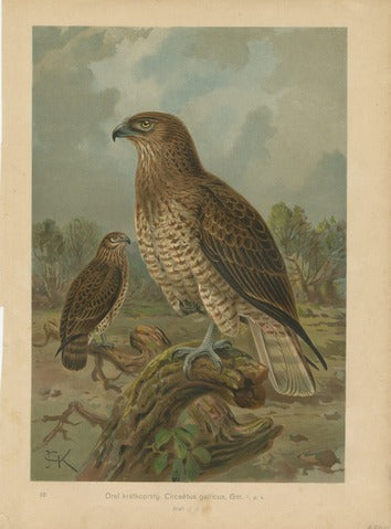 Short-toed Snake Eagle, Pl. 32 — Kouba