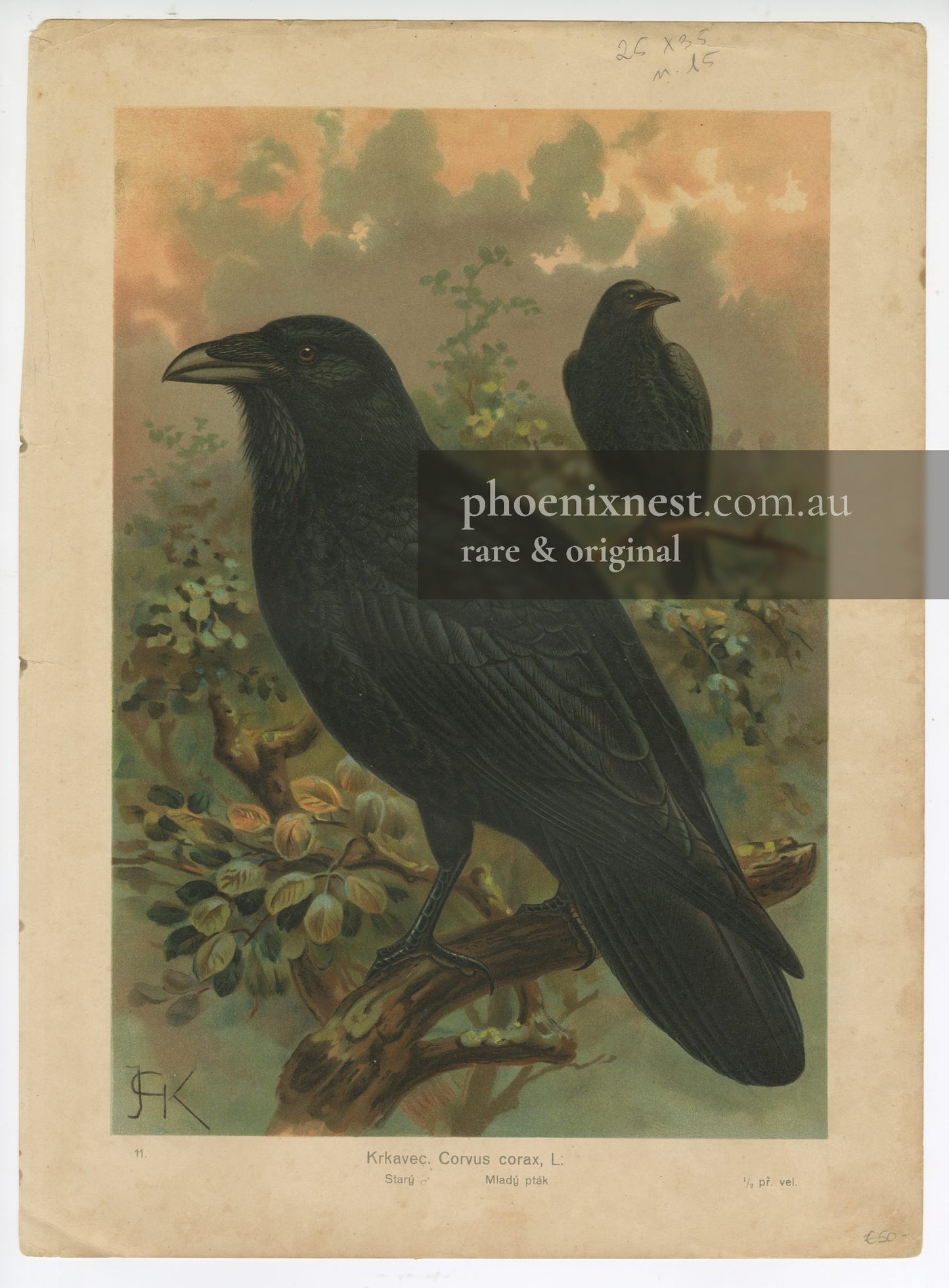 Raven, Pl. 11 — Kouba