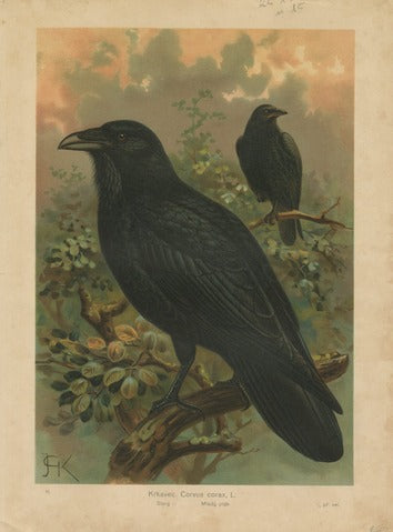 Raven, Pl. 11 — Kouba