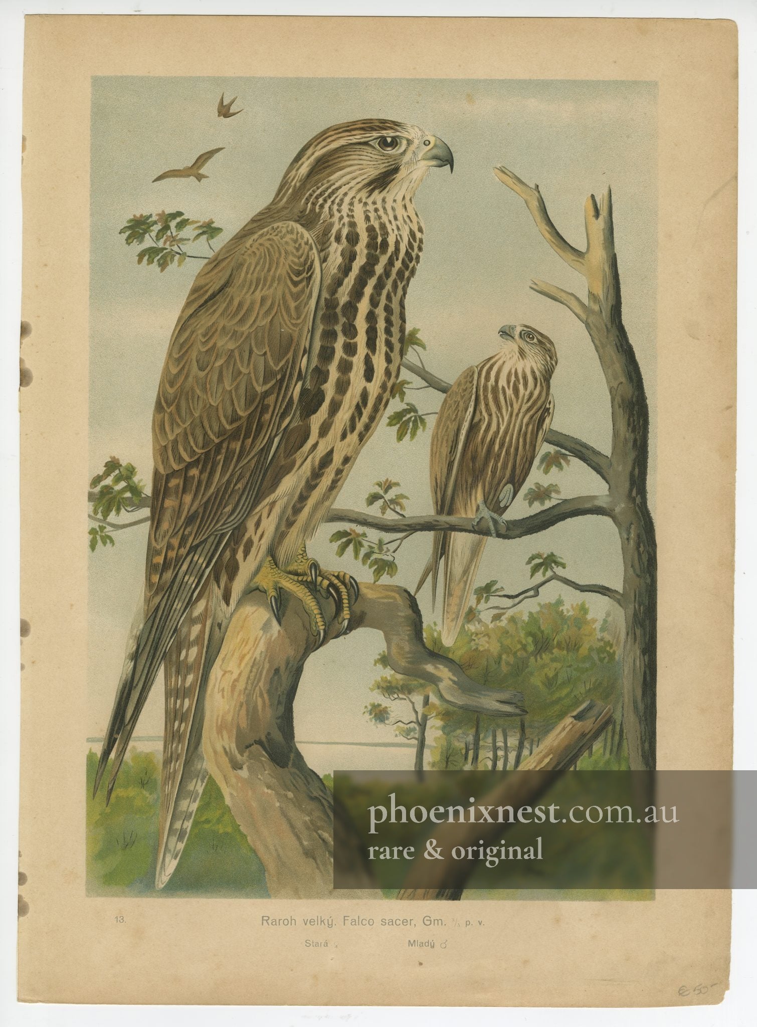 Saker Falcon, Pl. 13 — Kouba