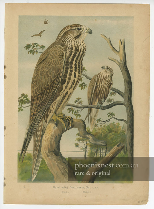 Saker Falcon, Pl. 13 — Kouba