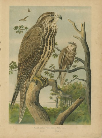 Saker Falcon, Pl. 13 — Kouba
