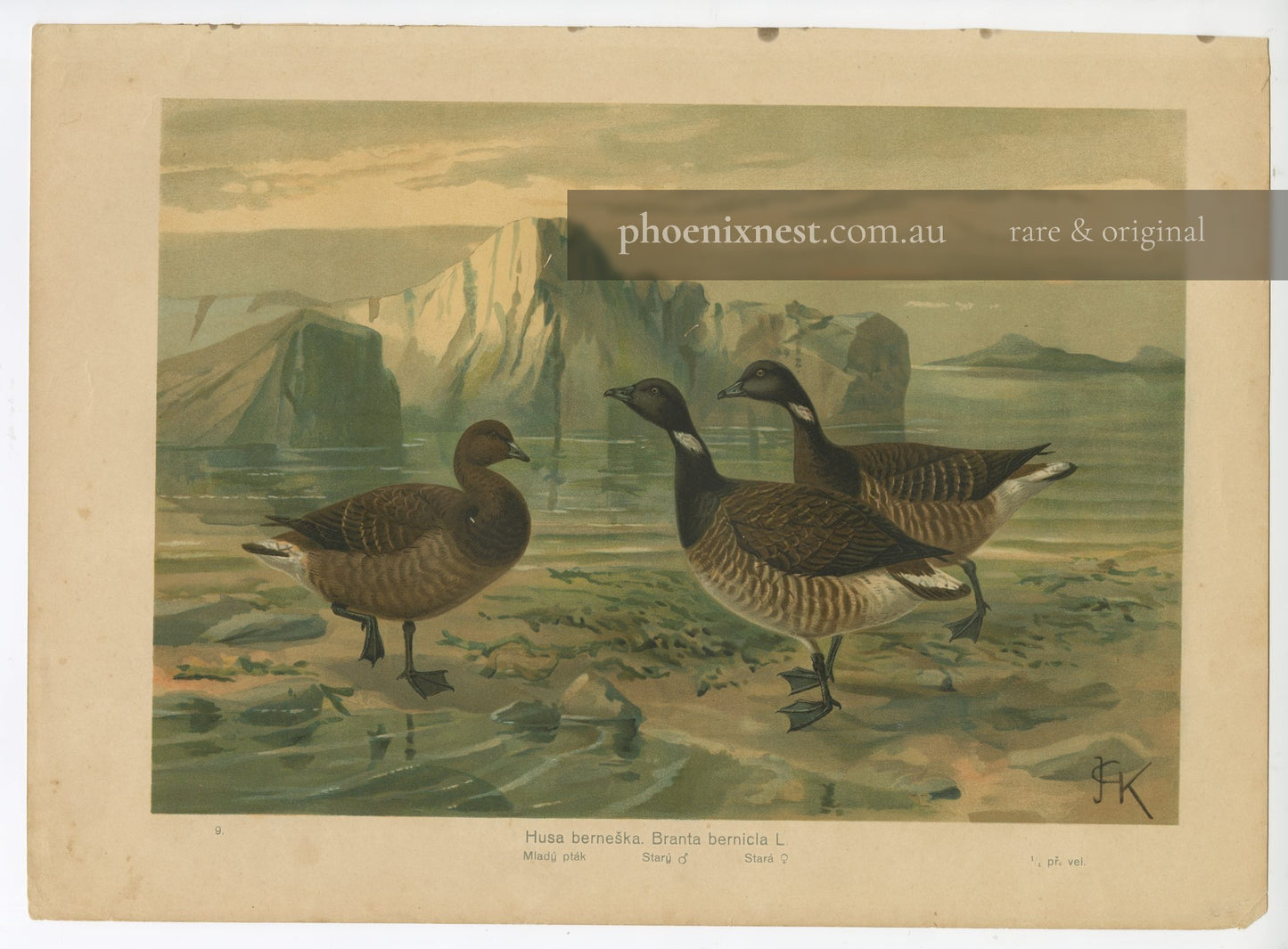 Brent Geese — Kouba