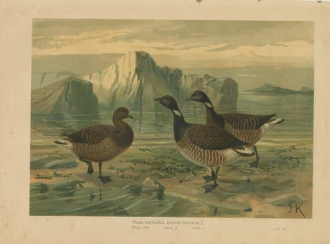Brent Geese — Kouba