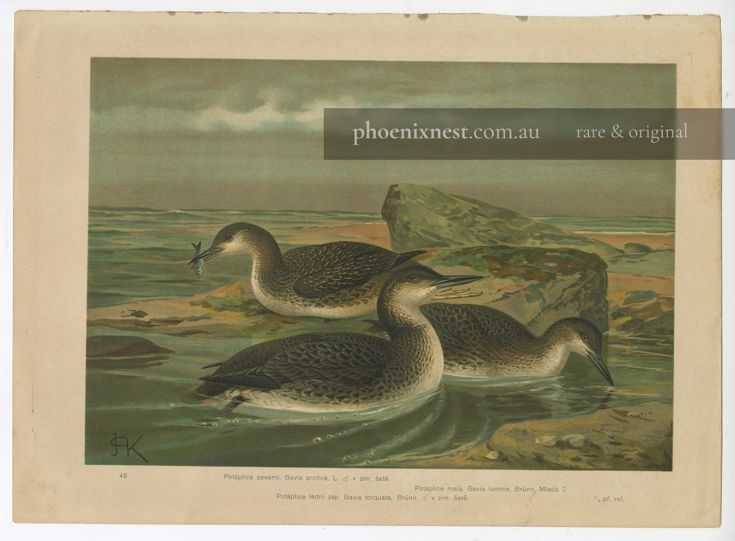Divers, Pl. 46 — Kouba