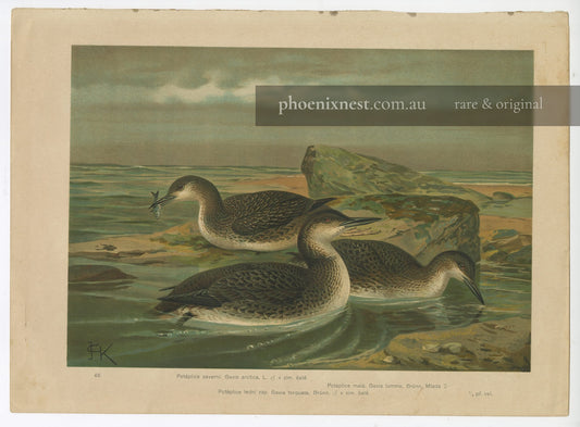 Divers, Pl. 46 — Kouba