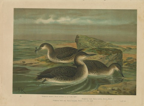Divers, Pl. 46 — Kouba