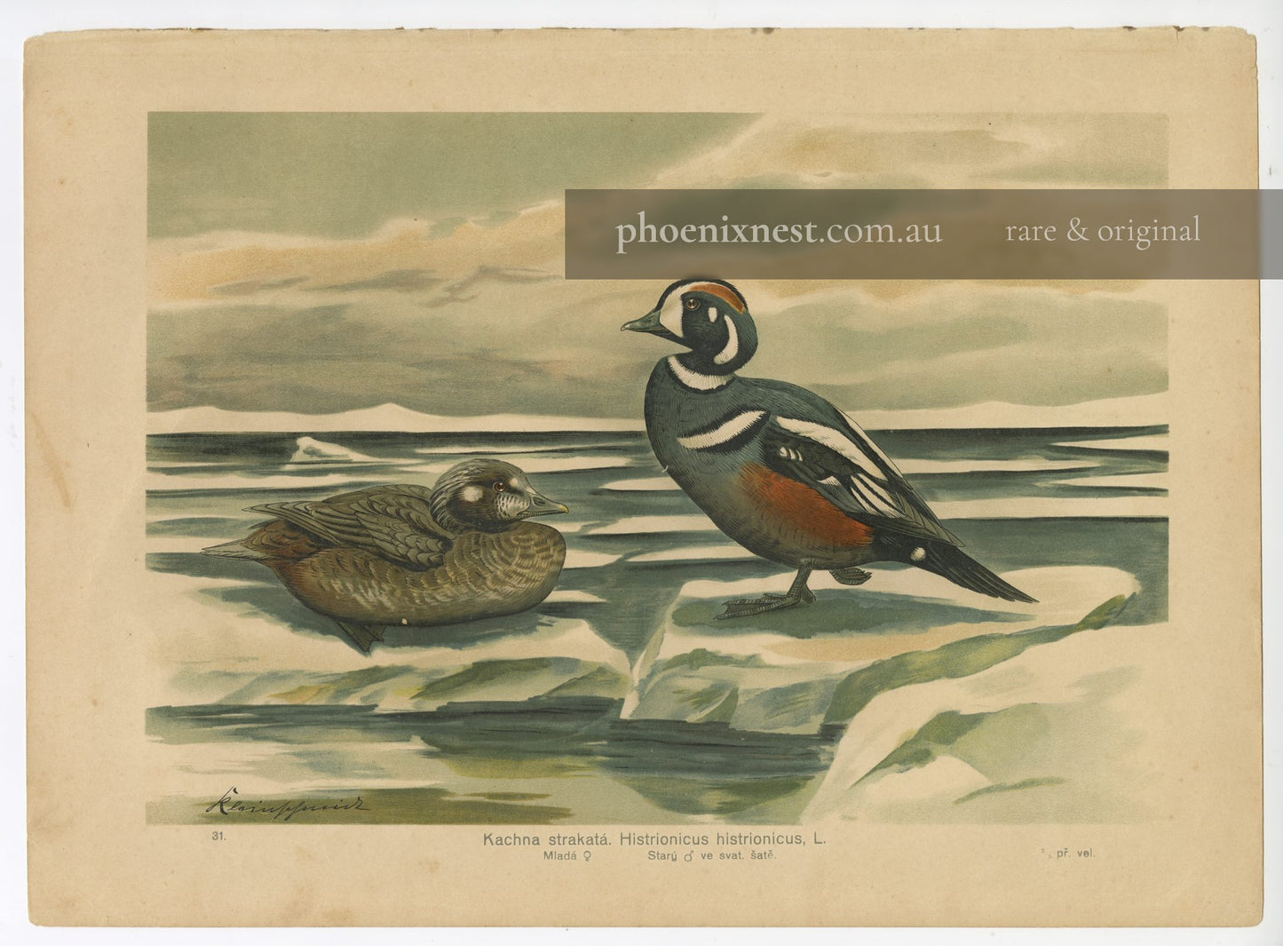 Harlequin Duck, Pl. 31 — Kleinpfeifer