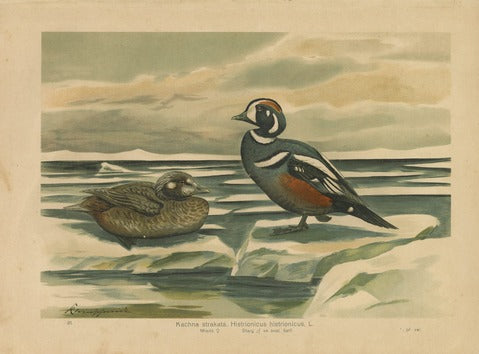 Harlequin Duck, Pl. 31 — Kleinpfeifer