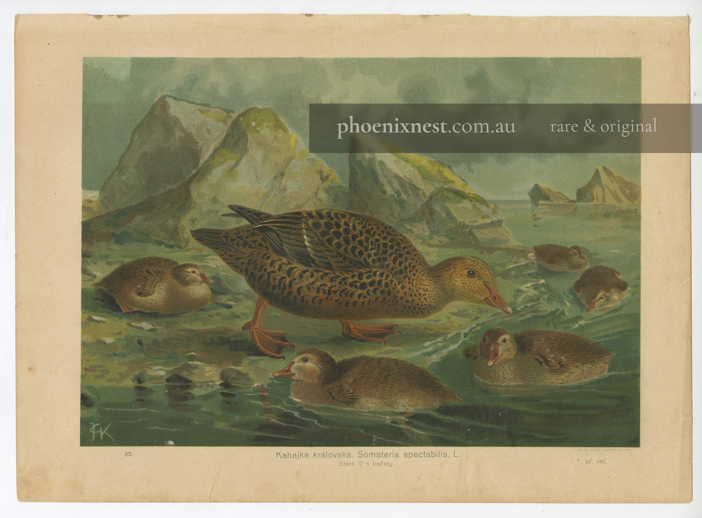 King Eider, Pl. 35 — Kouba