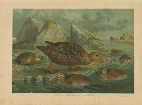 King Eider, Pl. 35 — Kouba