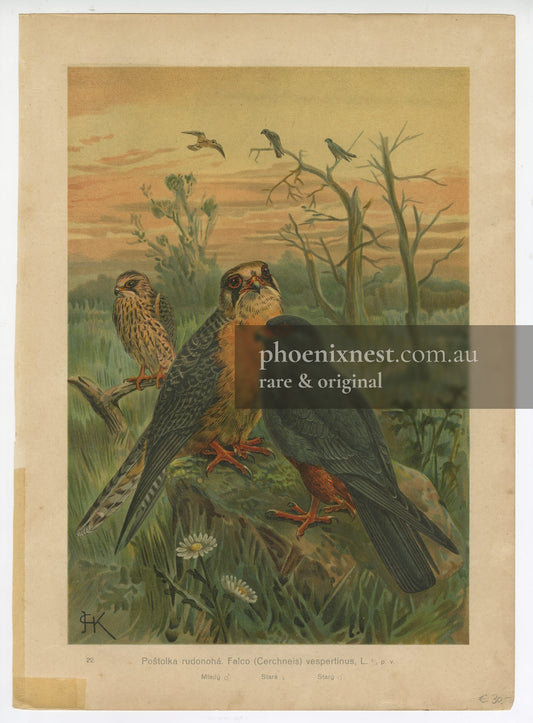 Red-footed Falcons, Pl. 22 — Kouba