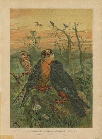 Red-footed Falcons, Pl. 22 — Kouba