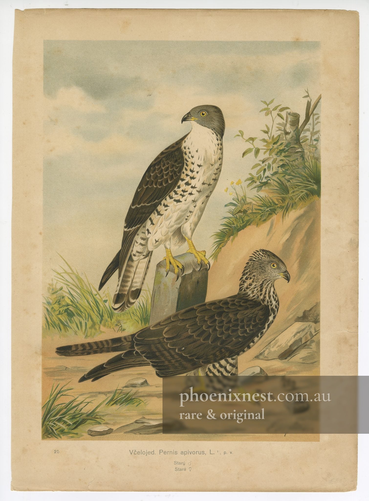 Honey Buzzard, Pl. 25 — de Maes